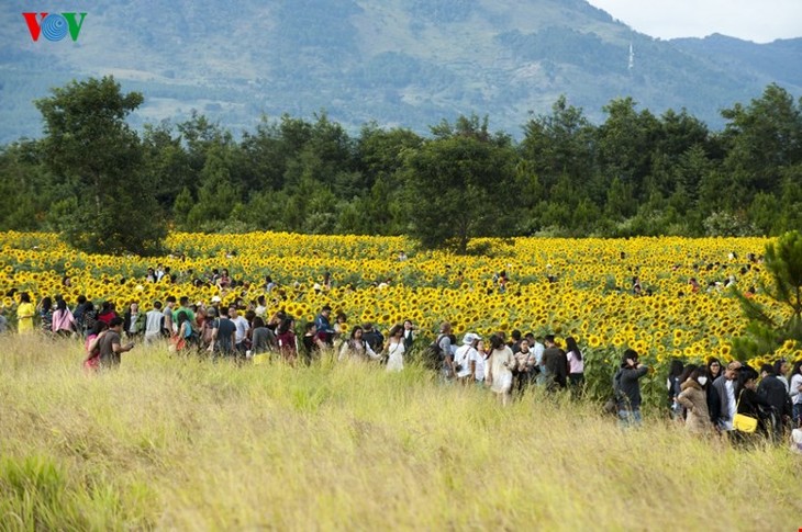 Les tournesols à Dalat - ảnh 6